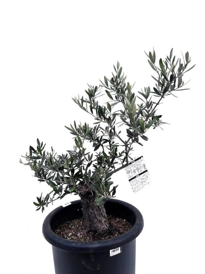 オリーブの木 ホジブランコ 7号 約135cm NO.704 人気品種 現品掲載