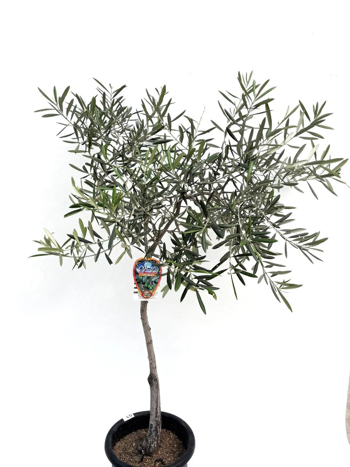 デルモロッコ Mサイズ 約130cm K-92 オリーブの木 希少品種 - 株式会社