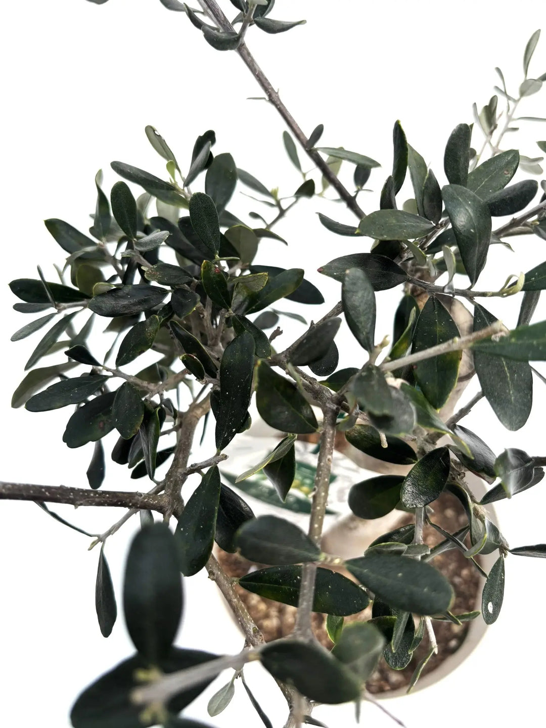 ルッカ Sサイズ 約60cm K-115 オリーブの木 古木 - 株式会社鶴亀園