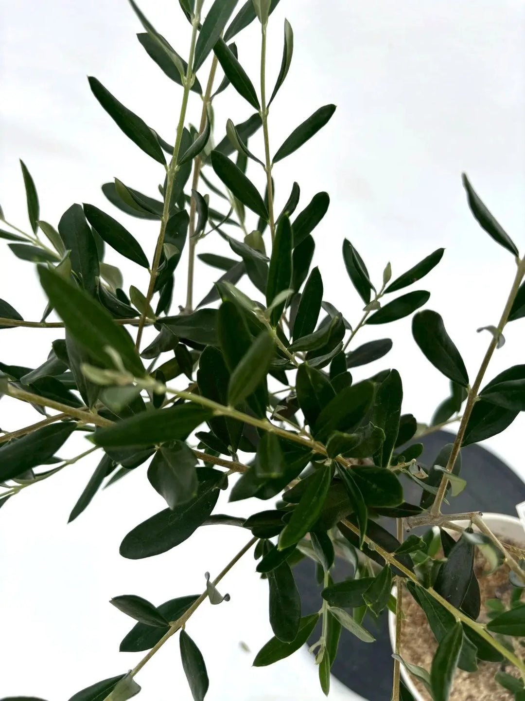 人気・寒冷地対応】ルッカ（オリーブの木）〈初心者向き〉｜110cm｜S