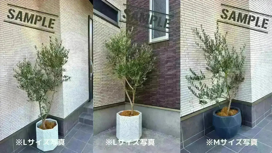 NEWシプレシーノ（オリーブの木）｜大型商品｜NO.1942｜約160cm｜人気