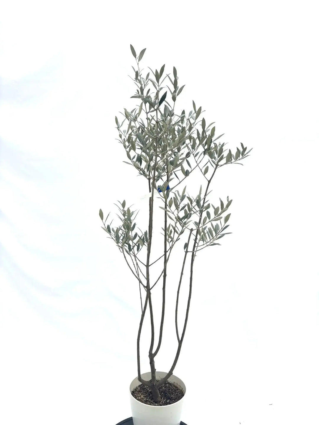 希少・銀葉】セントキャサリン（オリーブの木）〈直立型〉｜150cm｜S