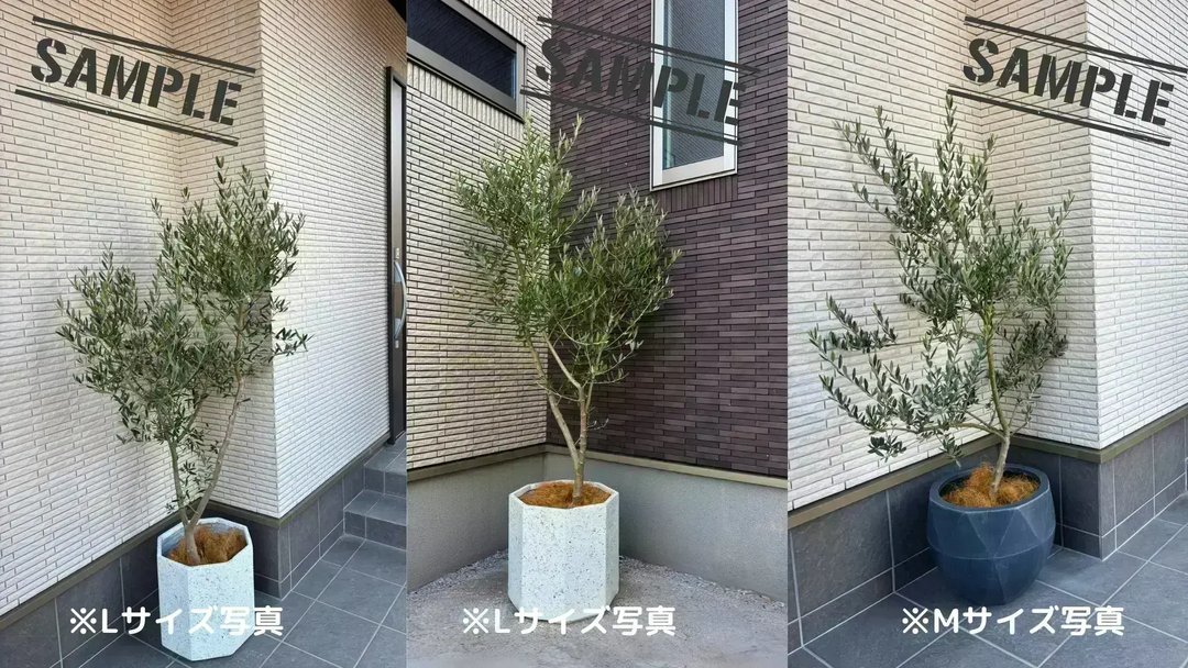 NEWホジブランコ（オリーブの木）｜Mサイズ｜No.10675｜約145cm｜人気