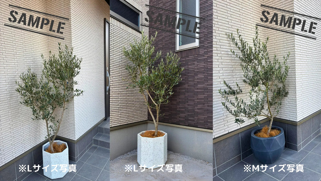 NEWセントキャサリン（オリーブの木）｜Sサイズ｜K-342｜約130cm｜希少