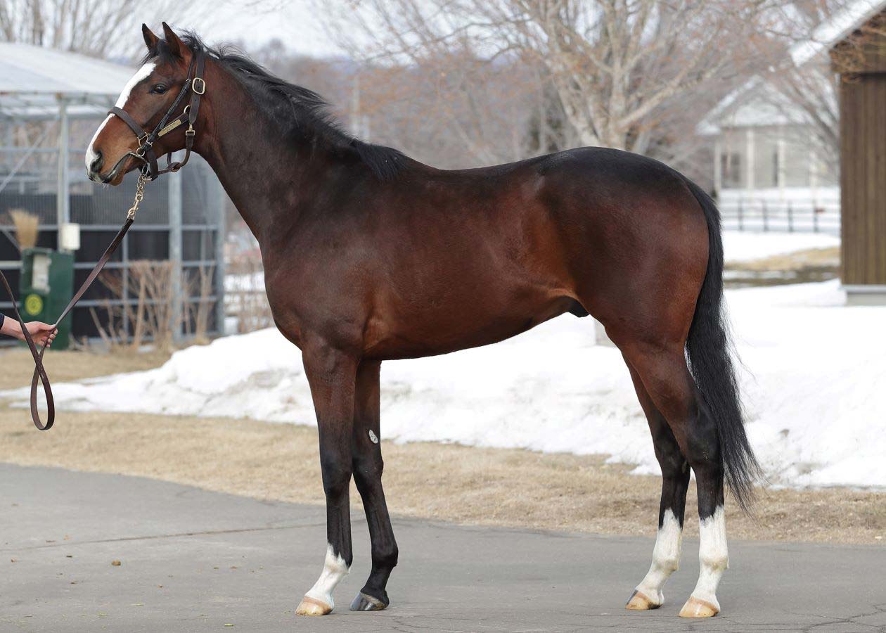 スタリオンズ2021エピファネイヤ キズナ オルフェーヴル キタサン