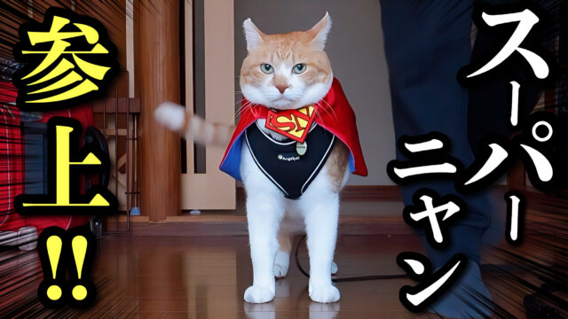 今夜21時YouTubeに動画UPします！ | 元野良猫チャチャとR me