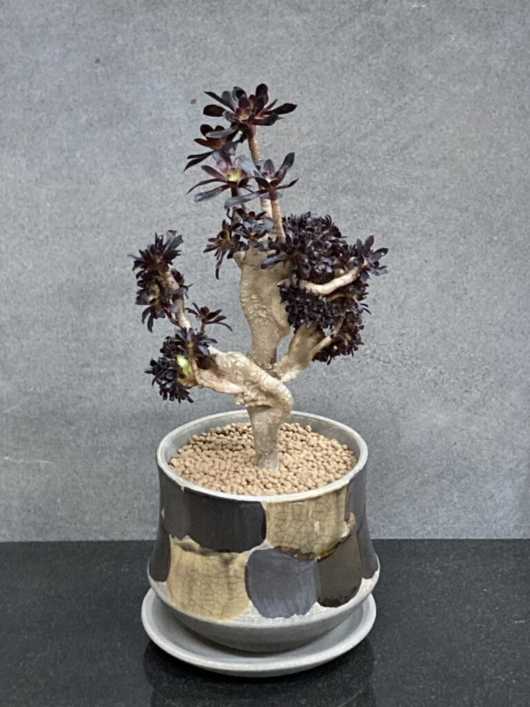 アエオニウム・黒法師+鉢（セット） - 雨読堂 -UDOKUDO- 観葉植物と鉢