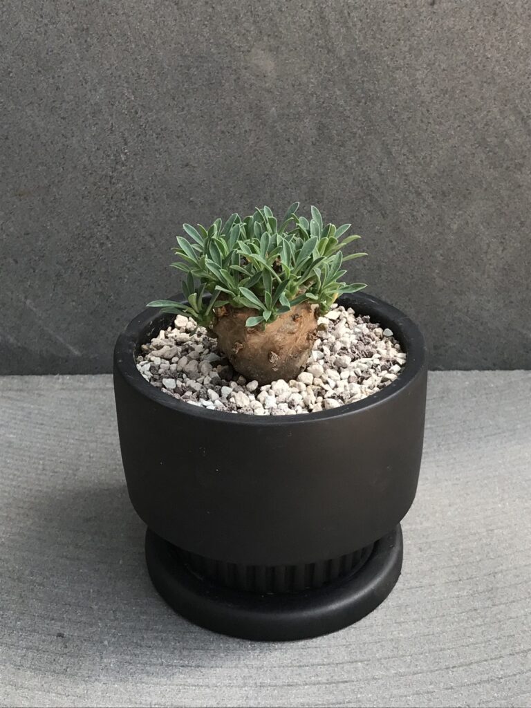 ユーフォルビア・峨眉山 - 雨読堂 -UDOKUDO- 観葉植物と鉢のオンライン