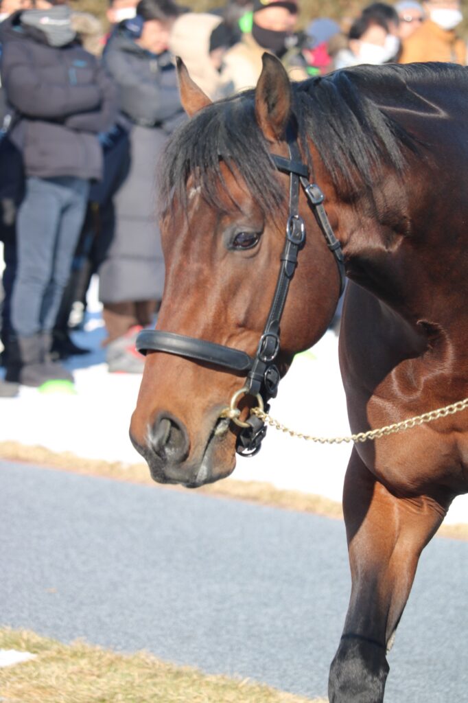現地レポ］社台スタリオン種牡馬展示会を見て感じた、種牡馬の美しさと