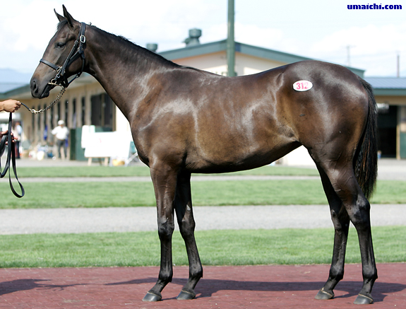 サマーセール2012上場馬