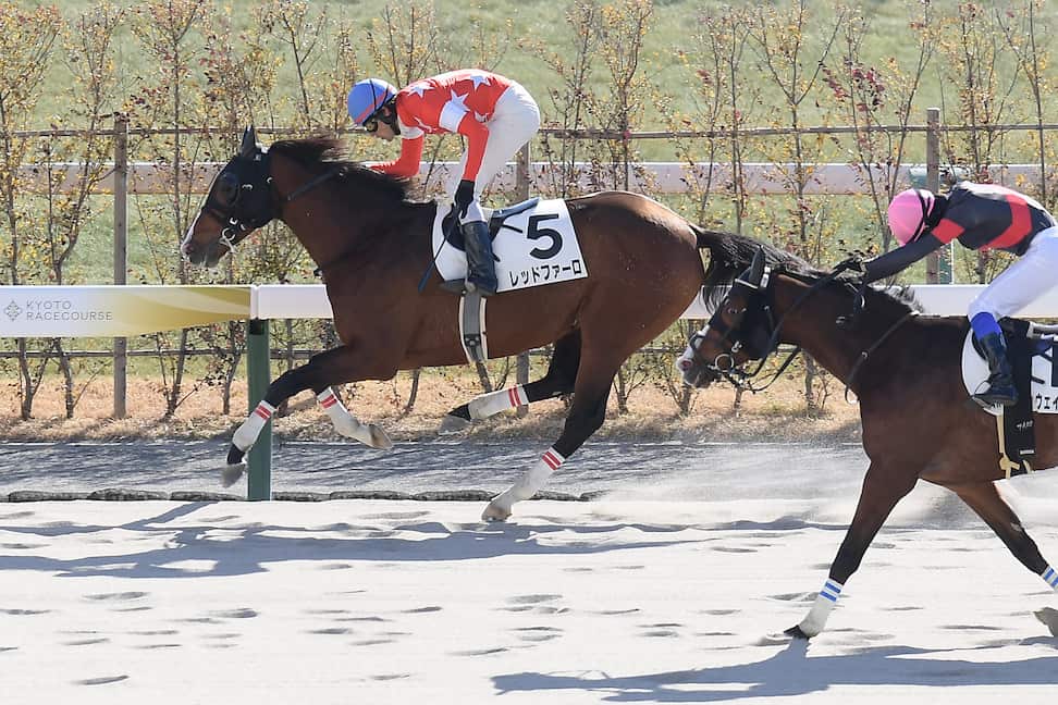 ハーツクライ産駒がJRA通算1600勝達成 史上6頭目｜競馬ニュース｜競馬