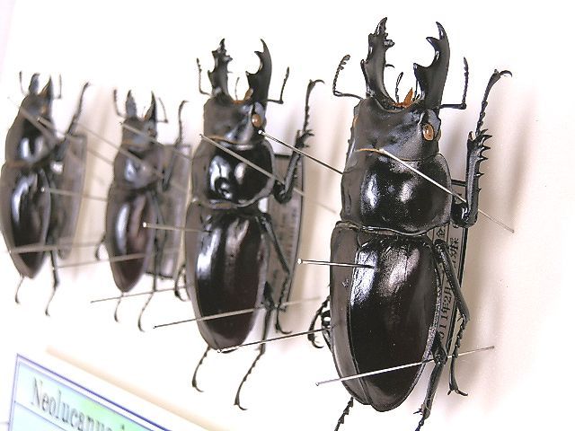 k*o様 ヤエヤママルバネクワガタ 標本 k*o様 ヤエヤママルバネクワガタ