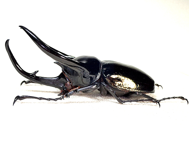 ☆ベトナム産！タイリクコーカサスオオカブト♂121mm標本