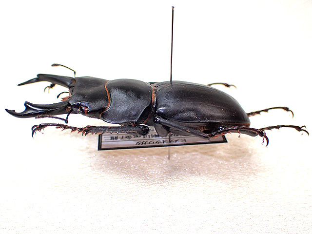 ☆貴重！大阪産ヒメオオクワガタ♂50mm標本☆ - INSECT ULTIMA