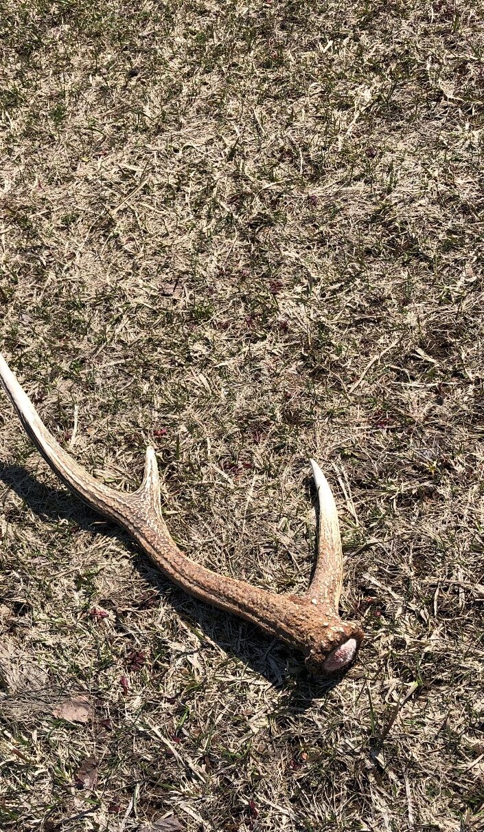 エゾシカ達と思わぬ春の落とし物！ | USUZAN ROPEWAY