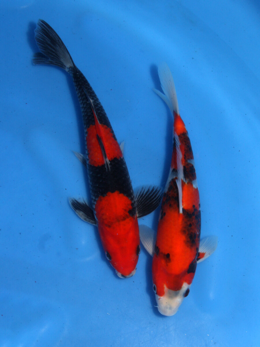 錦鯉 鯉 販売 通販 訳あり特価 昭和三色 27cm・黒五色 29cm 2匹セット