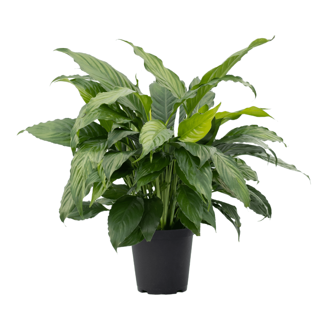 6″ Peace Lily – Vermeer