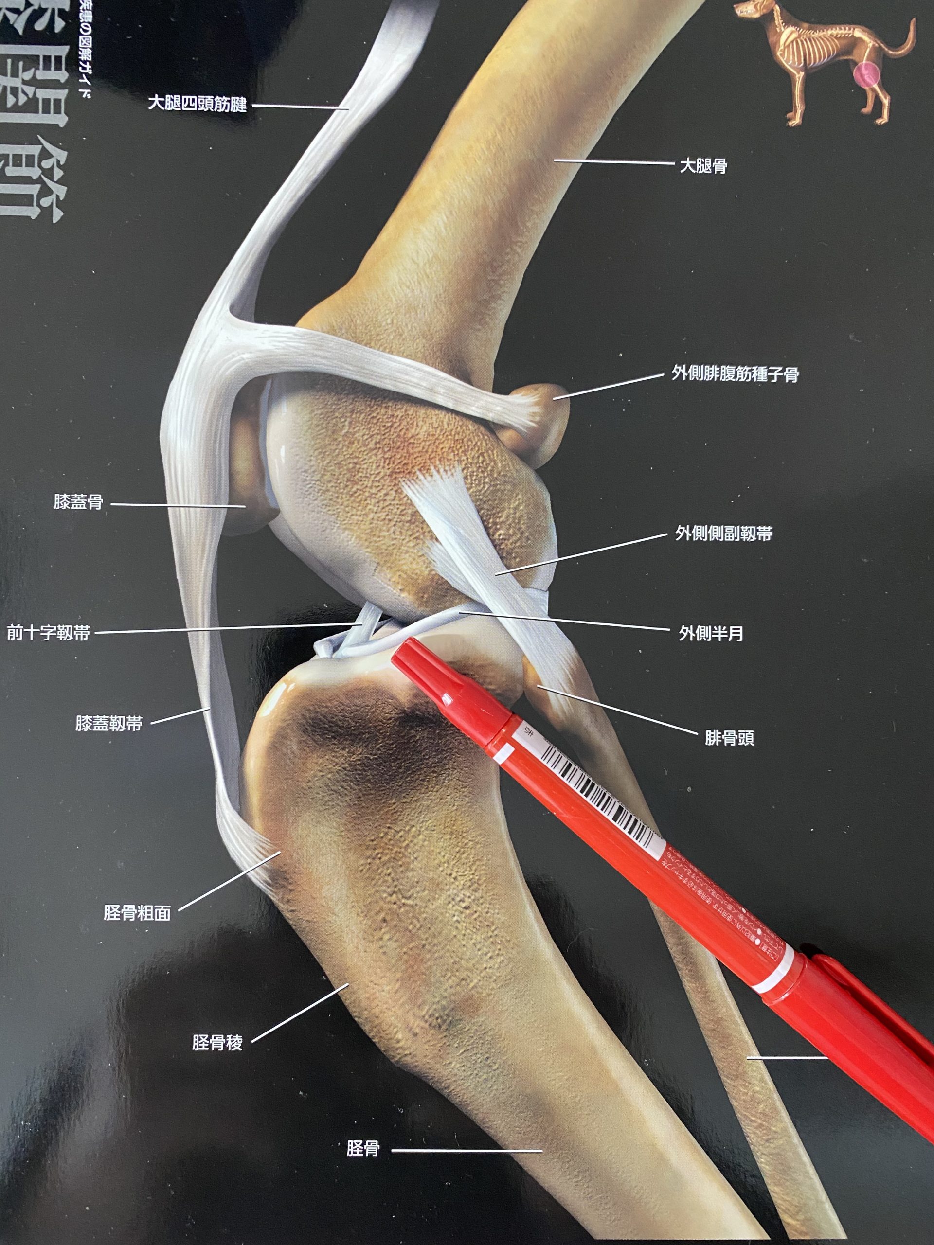 前十字靭帯の断裂についての記事です | 安佐北区の動物病院【ひらた