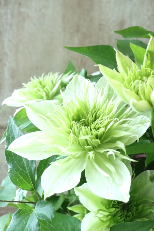 八重咲きクレマチス 