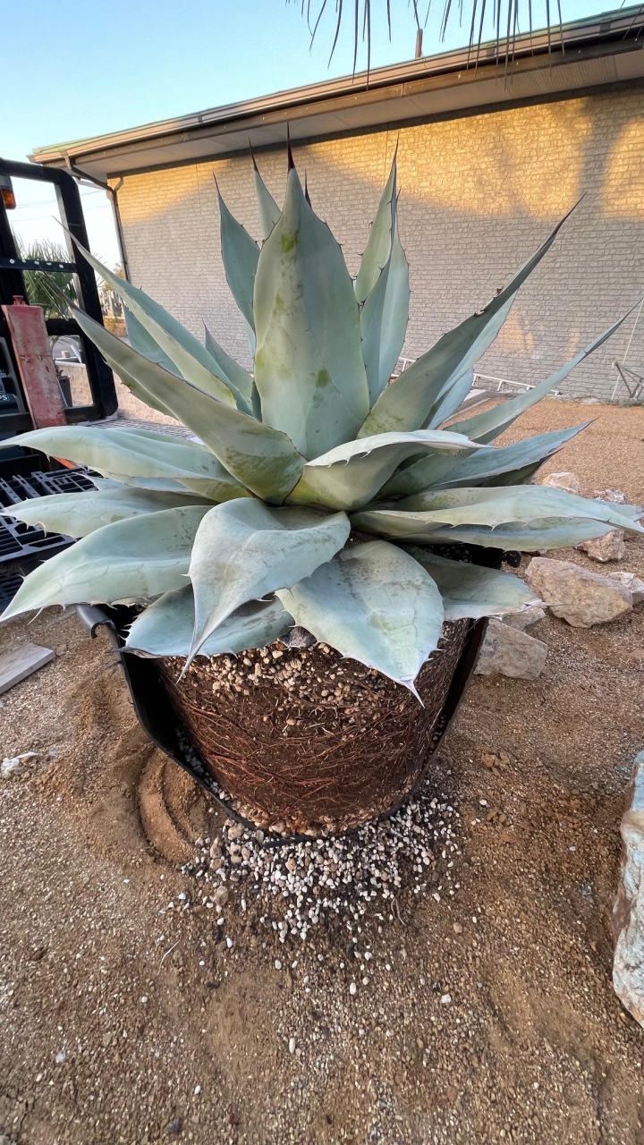 オバティフォリア 『アイスハート』 大株‼ | 通販商品 | メモリアル