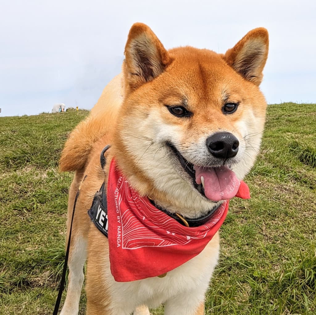 杵島岳にワンちゃん（柴犬（豆柴含む））と一緒に柴犬イエティさんが