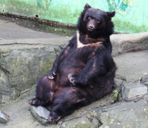 完成した剥製を公開 ベニーちゃん感謝祭 | わかやま新報