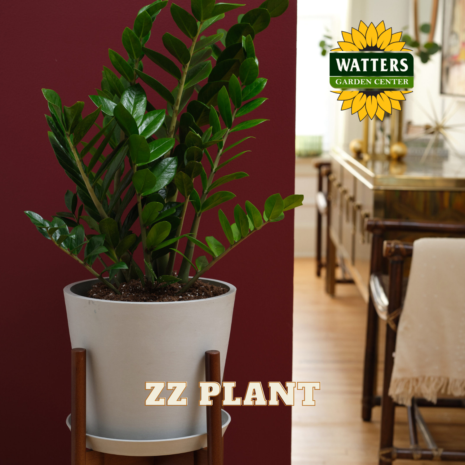 ZZ PLANT 14 IN. – Watters Garden Center