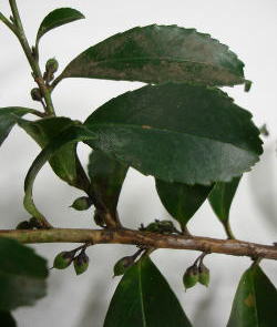 農工大－農工大の樹70 （ヒサカキ）