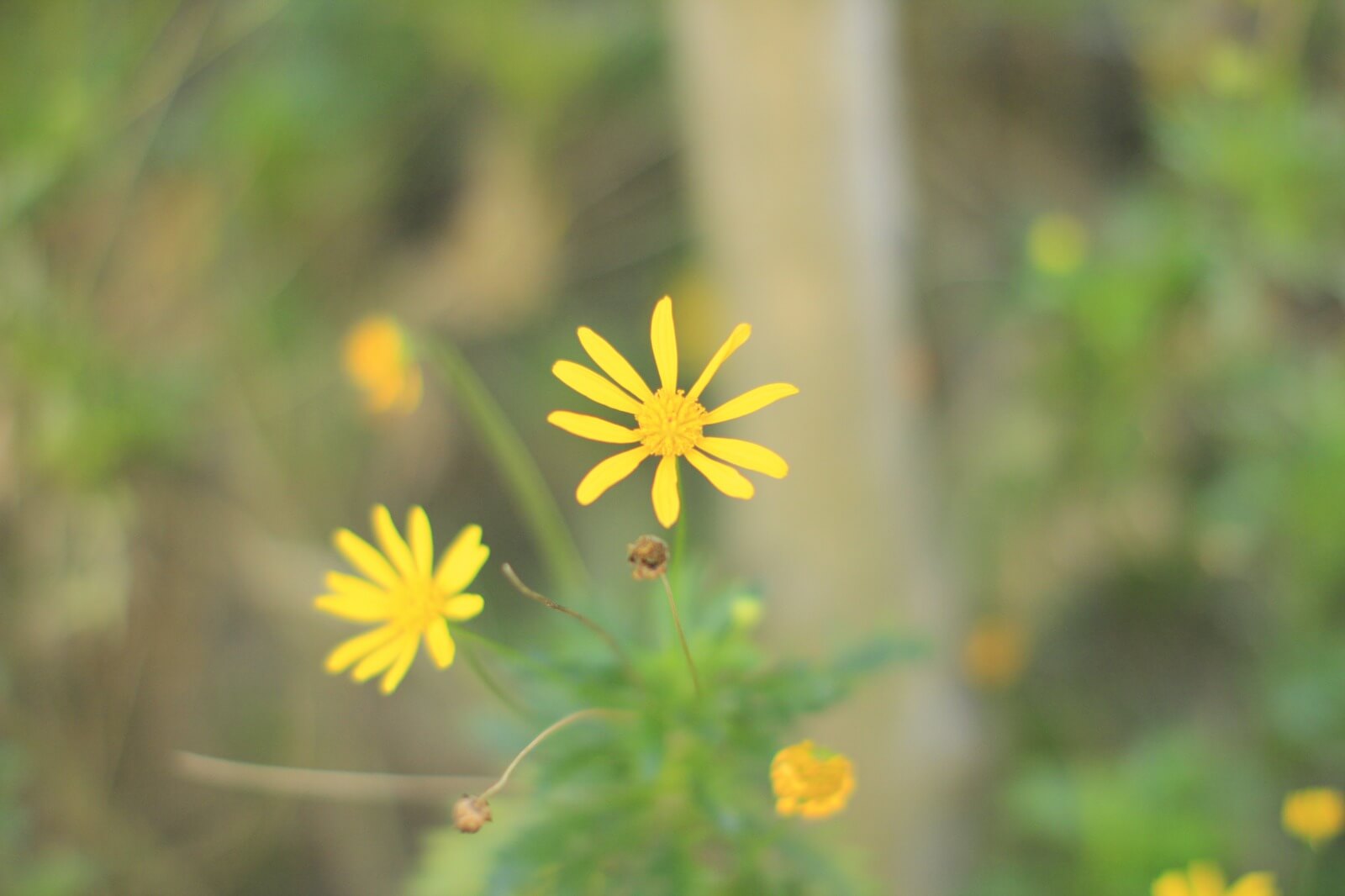 f1.2~f1.4単焦点ってやっぱりハンパねぇ！写真撮って比べてみました。