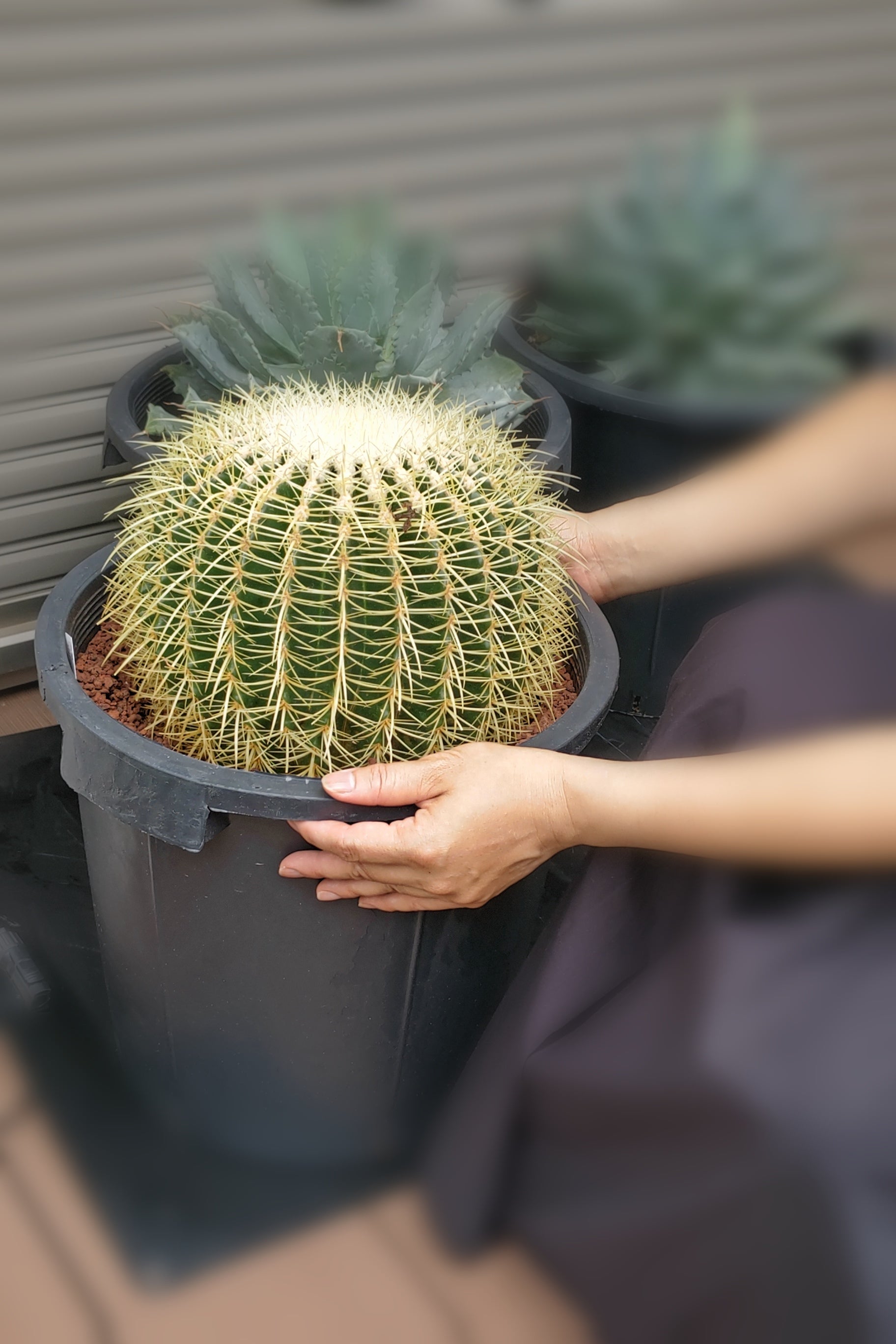 サボテン 金鯱 12号 特特大サイズ ロックガーデン 観葉植物 アガベ