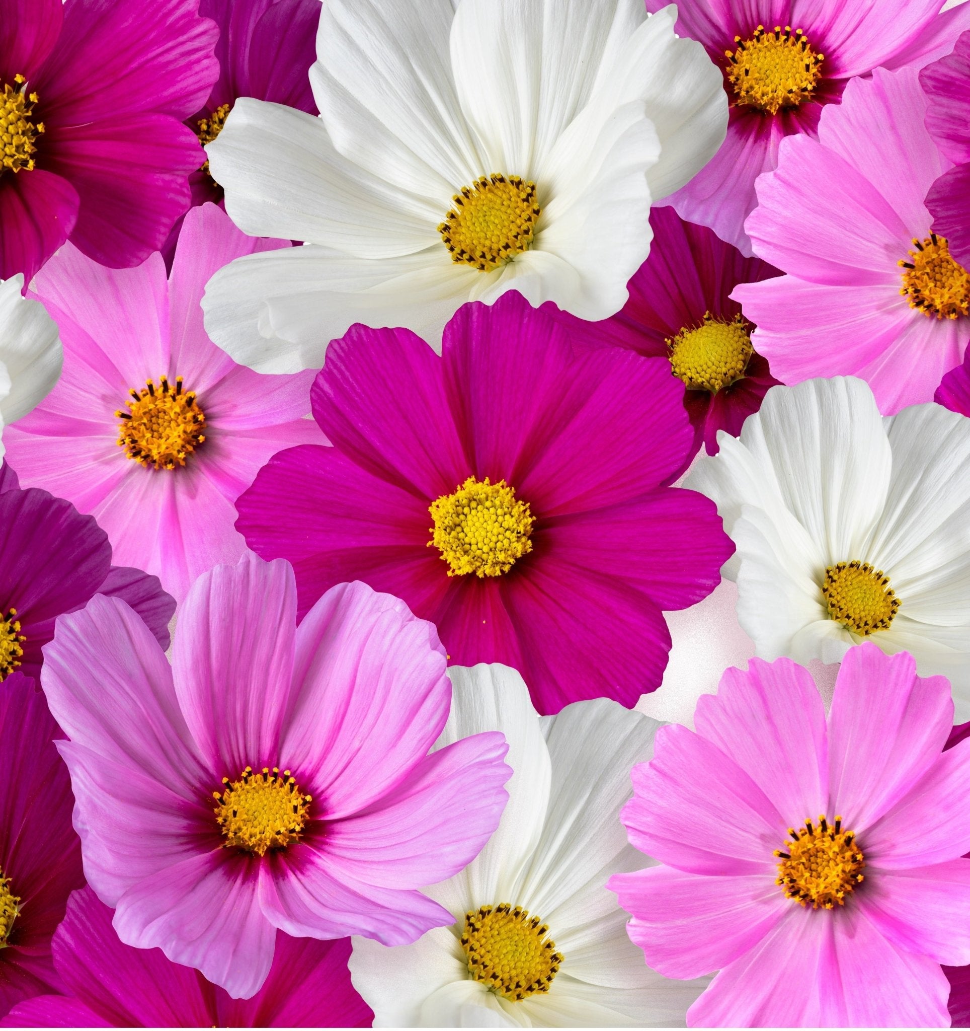 Cosmos - 3213 – Wildseed Farms