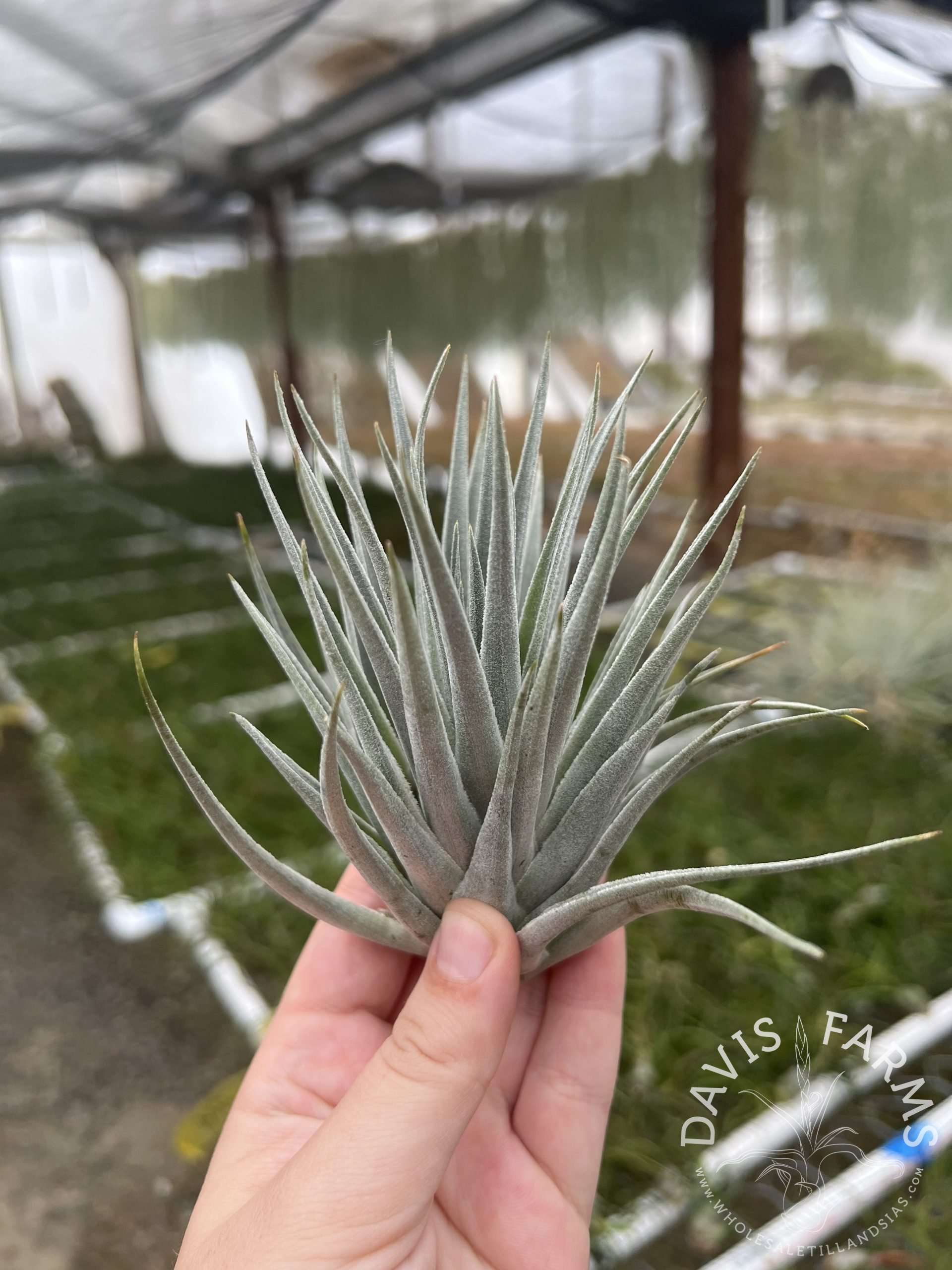 Tillandsia kautskyi hybrid silver clone - Davis Farms Wholesale