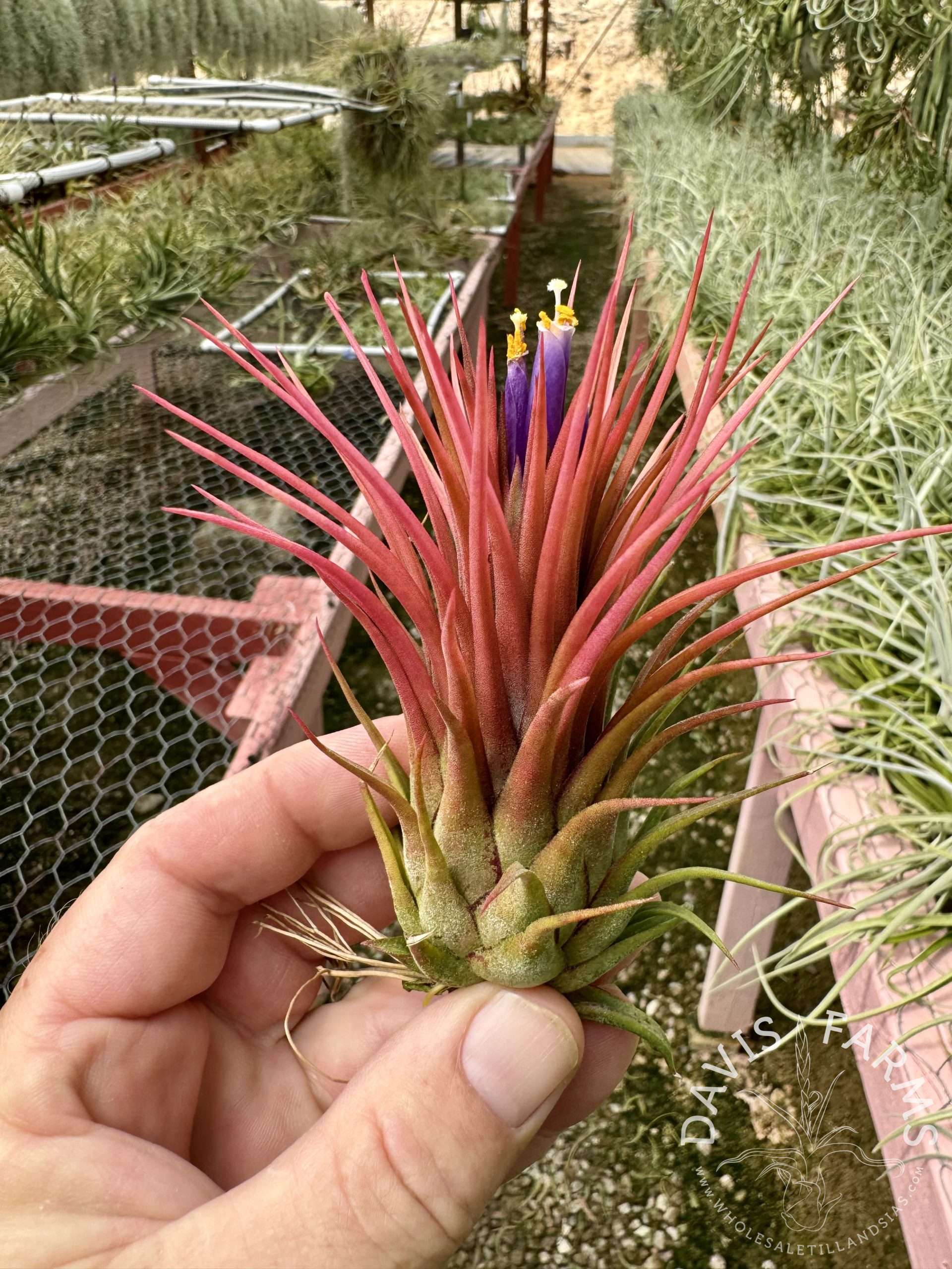 Tillandsia ionantha Rosita Giant clone - Davis Farms Wholesale