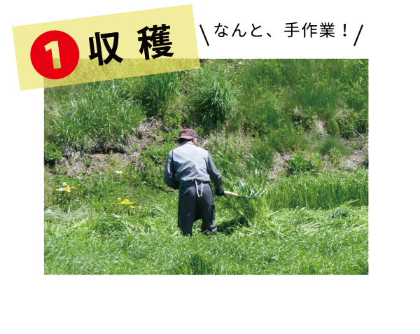 イタリアンライグラスヤング - 株式会社ウーリー｜うさぎの食彩工房