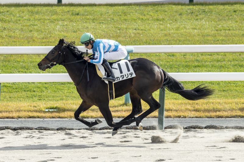 11/22(土)京都6R 2歳新馬 | 直近の的中実績 | 最強の関西馬専門の競馬