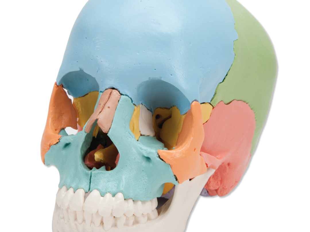 頭蓋骨22分解キット，マルチカラー仕様 | 日本スリービー・サイエン