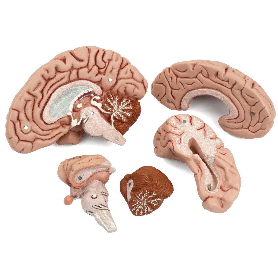 脳，5分解モデル | 日本スリービー・サイエンティフィック