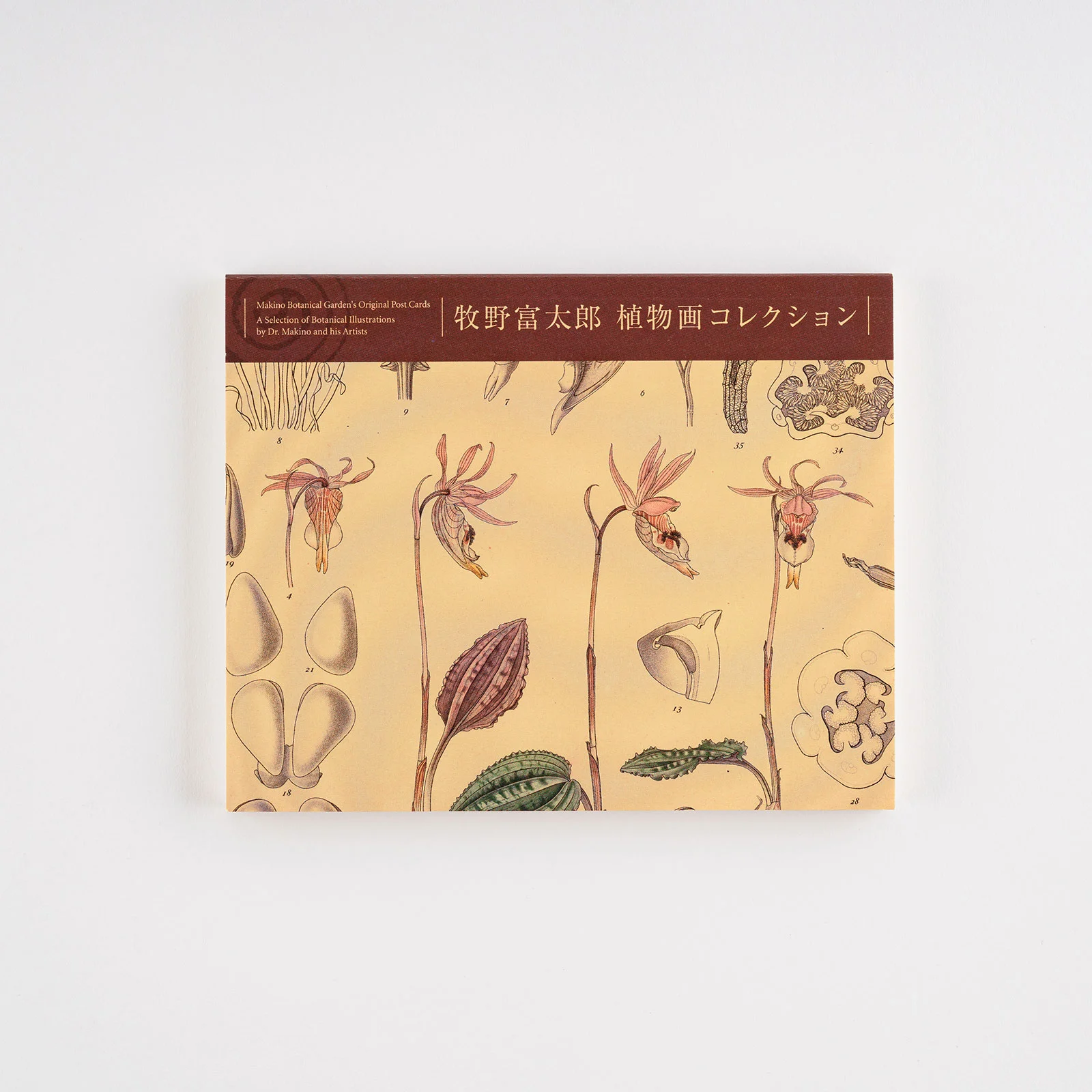 賀来飛霞 彩色花弁圜 希少 墨彩画 日本画 牧野富太郎 小石川植物園 大分県