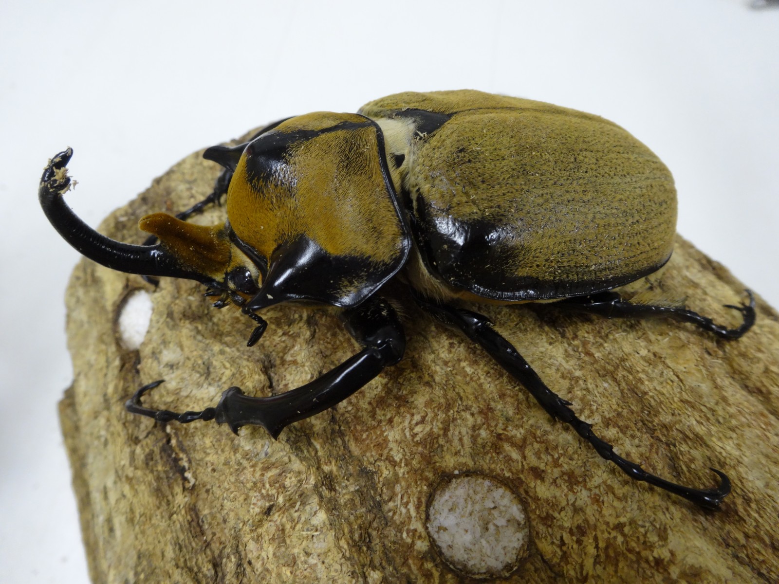 ノゲイラゾウカブト 100ミリ前後ペア - クワガタ横丁