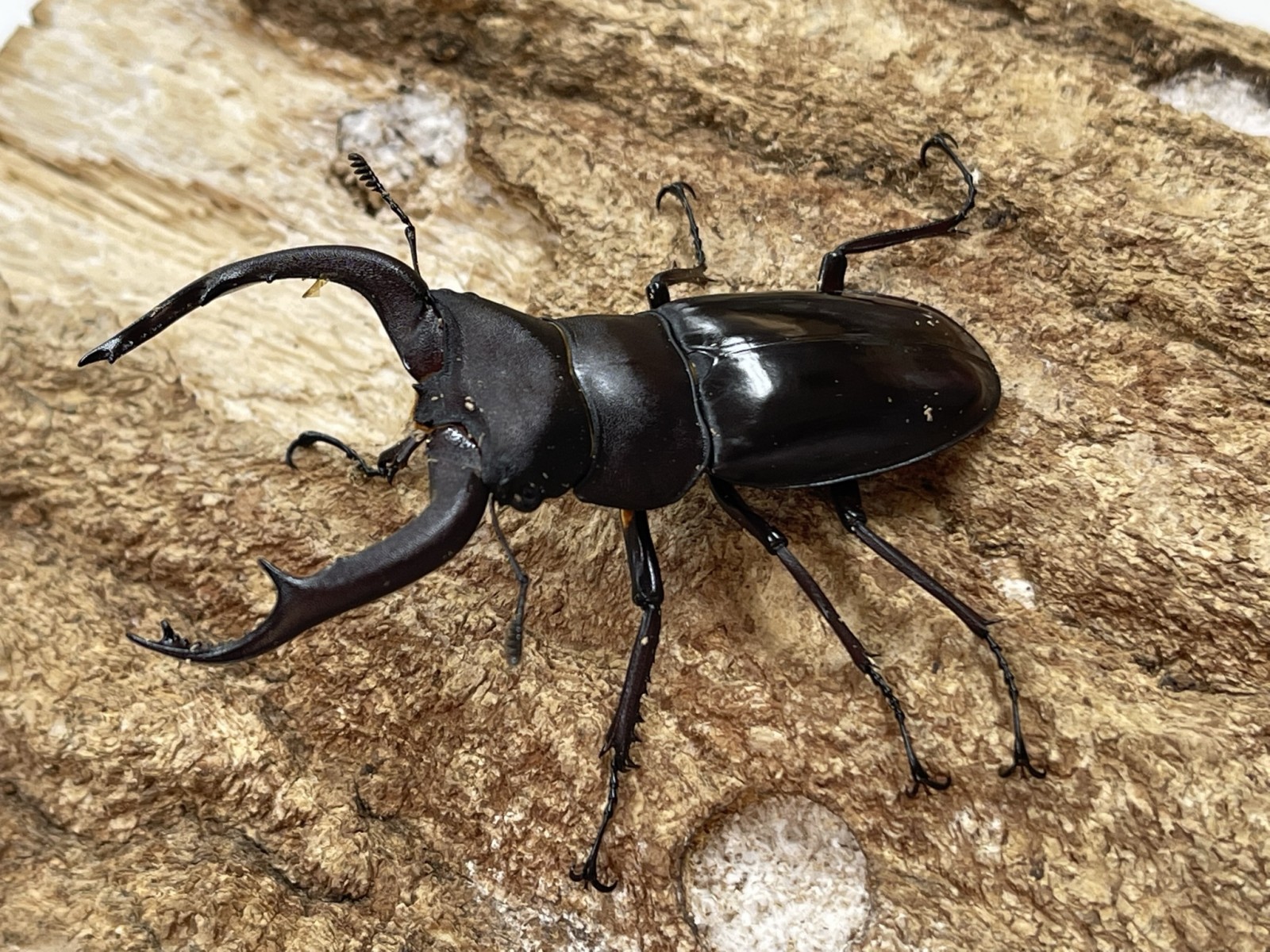 O*ん様 オーストラリアの ムカシタマムシ 3種セット オーストラリアの