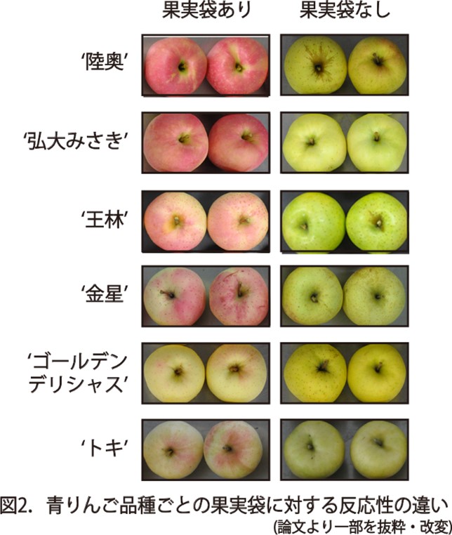 赤い王林も!? “青”りんごが赤くなる不思議―眠りから覚めた遺伝子が果皮