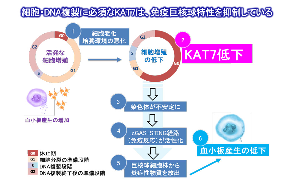 鍵は“老化で減るKAT7”?― iPS細胞由来血小板産生低下のメカニズムを解明