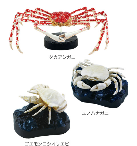 動物 生物 立体図鑑 深海生物プレミアムボックス / カロラータ