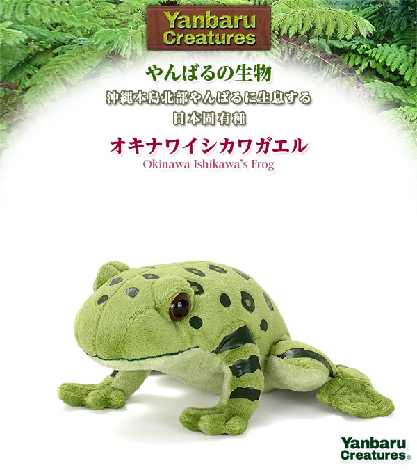 動物 生物 ぬいぐるみ やんばるの生物 オキナワイシカワガエル