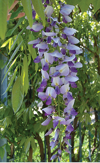 Invasive Wisterias -