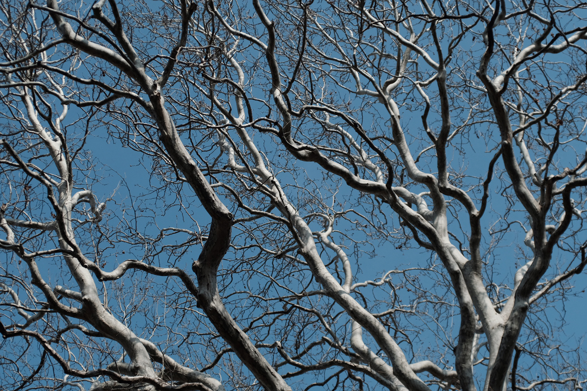 星ボケレンズのMC VOLNA-9 50/2.8【中古入荷レビュー】