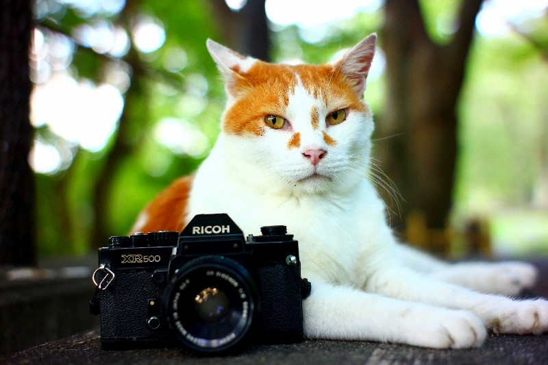 初心者おすすめフィルムカメラ RICOH XR 500 【京都の猫 撮影レビュー】