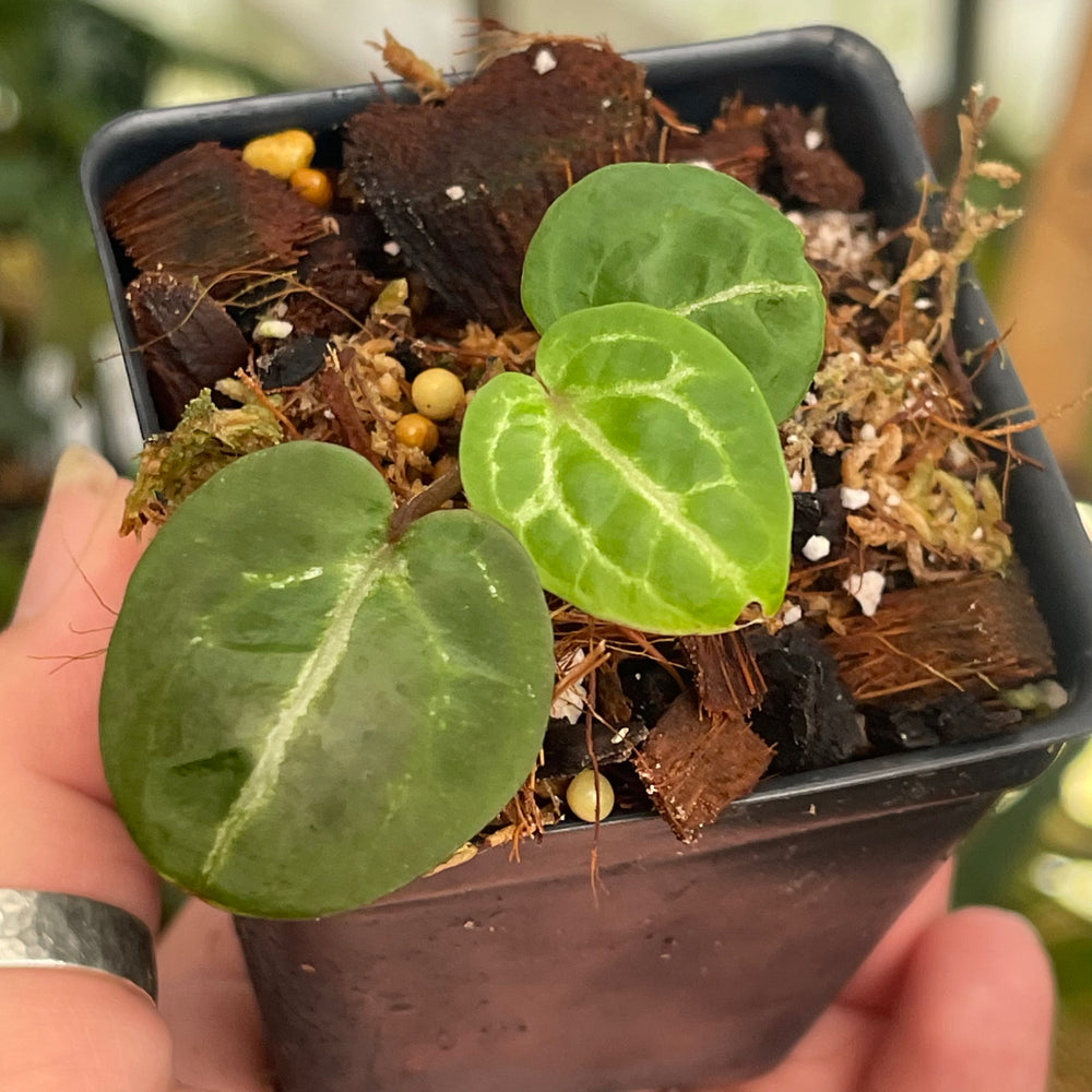 Anthurium (Zara x Michelle)-purple x (Doc Block x besseae aff