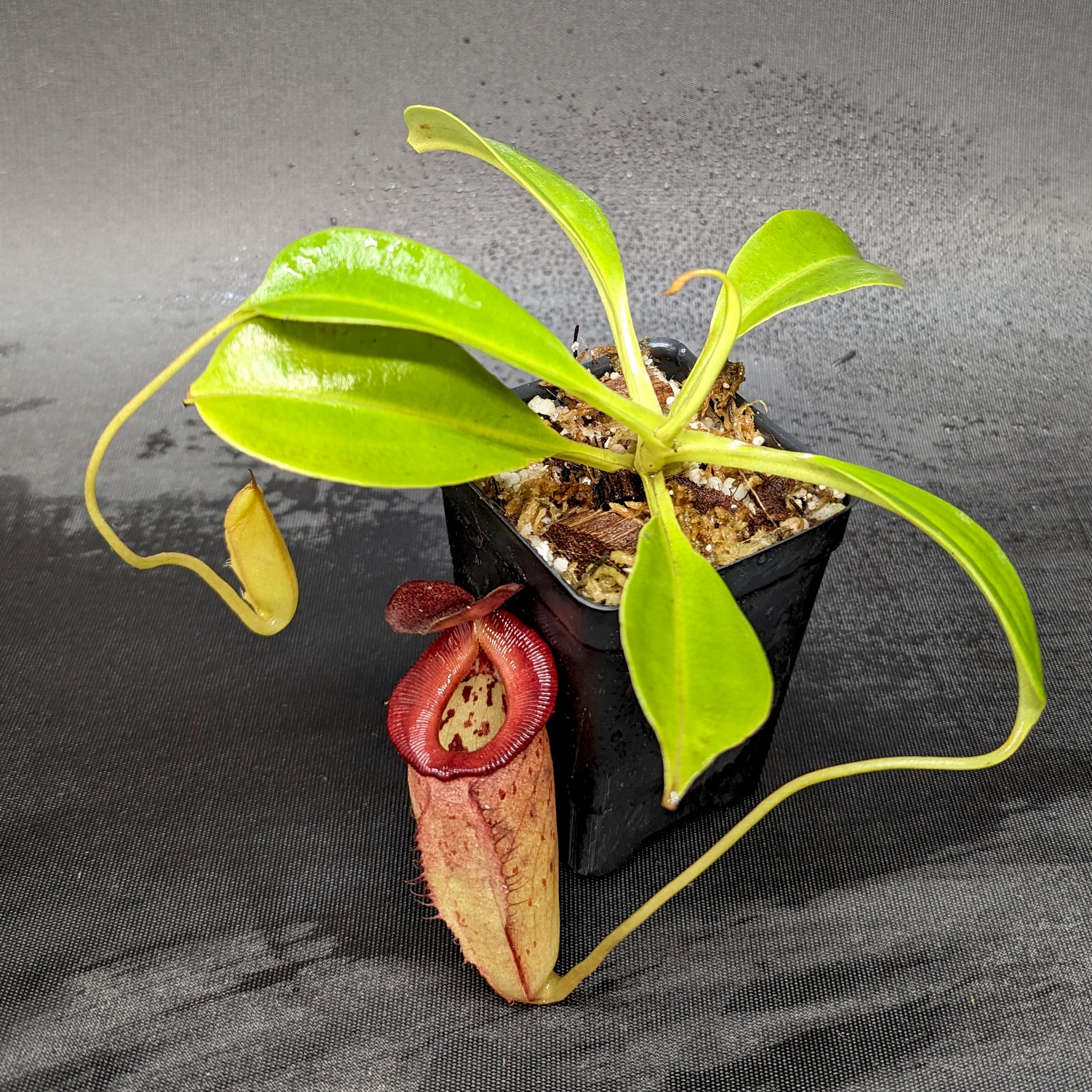 Nepenthes robcantleyi x tenuis, BE-3982 – Carnivero