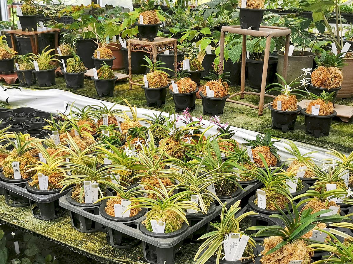 富貴蘭＆細辛をぜひご覧ください！ | 中越植物園website